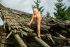 Blonde Nude Beauty Climbing Hut's Roof