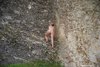 Nude Youngster Rebel Girl Climbing Naked