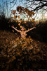 Marie L. Autumn Leaves Joy