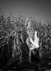 Nude Teen Farmer Girl Harvesting Corn