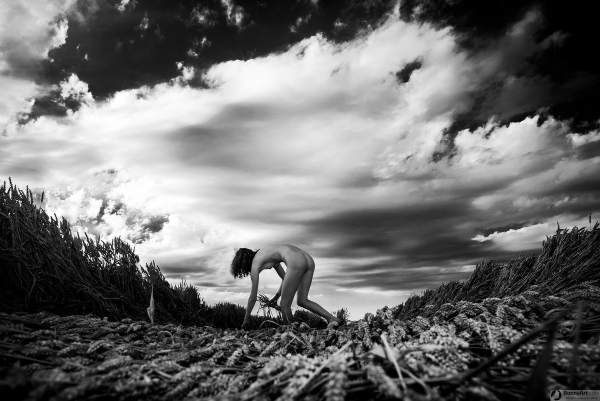 Naked Girl Harvesting Wheat Outdoors
